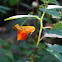 Orange Jewelweed