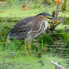 Green Heron