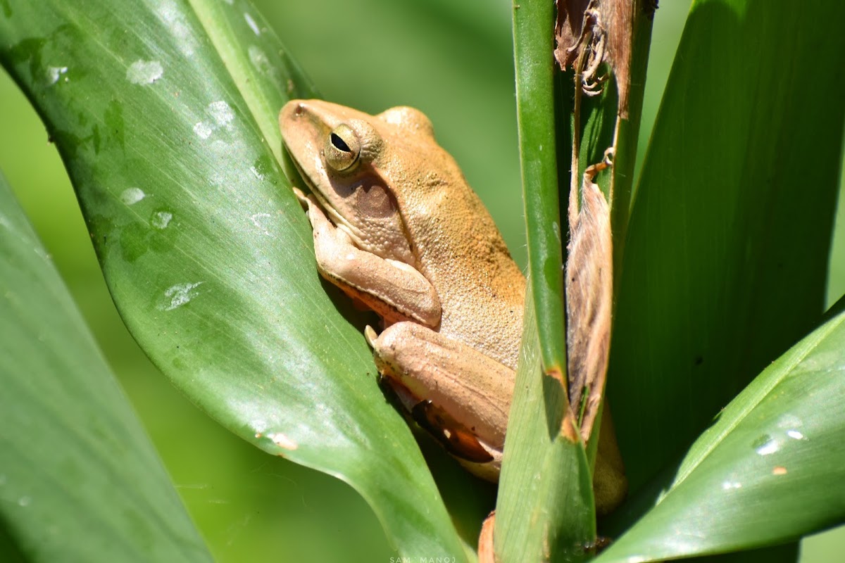 Brown Tree Frog