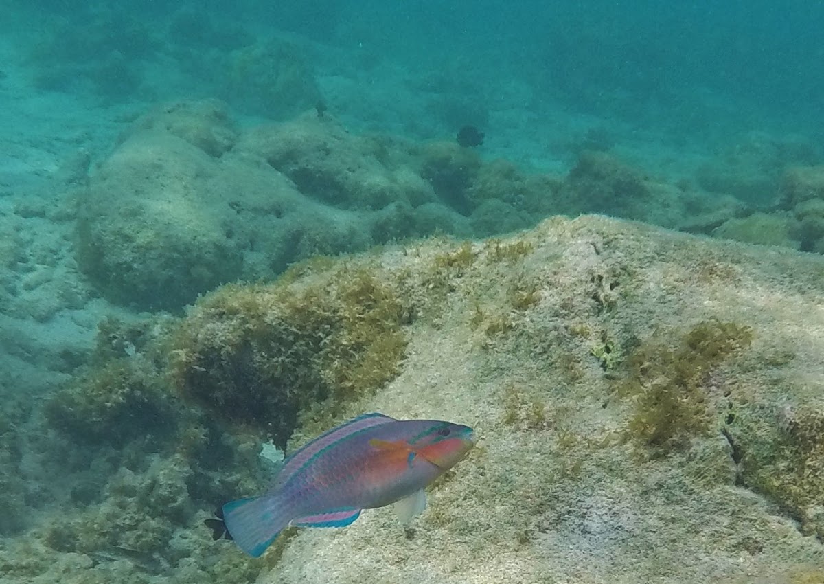 parrot fish