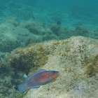 parrot fish