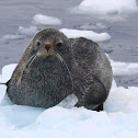 Antarctic Fur Seal