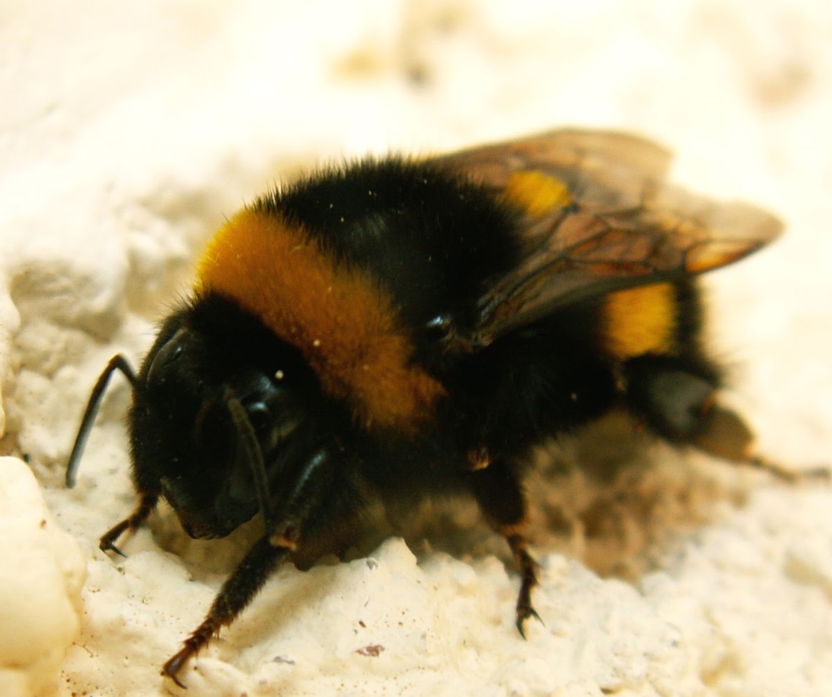 Buff-tailed Bumblebee