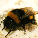 Buff-tailed Bumblebee