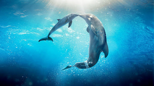 免費下載個人化APP|Sea Dolphin Live Wallpaper app開箱文|APP開箱王