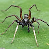 Wolf Spider