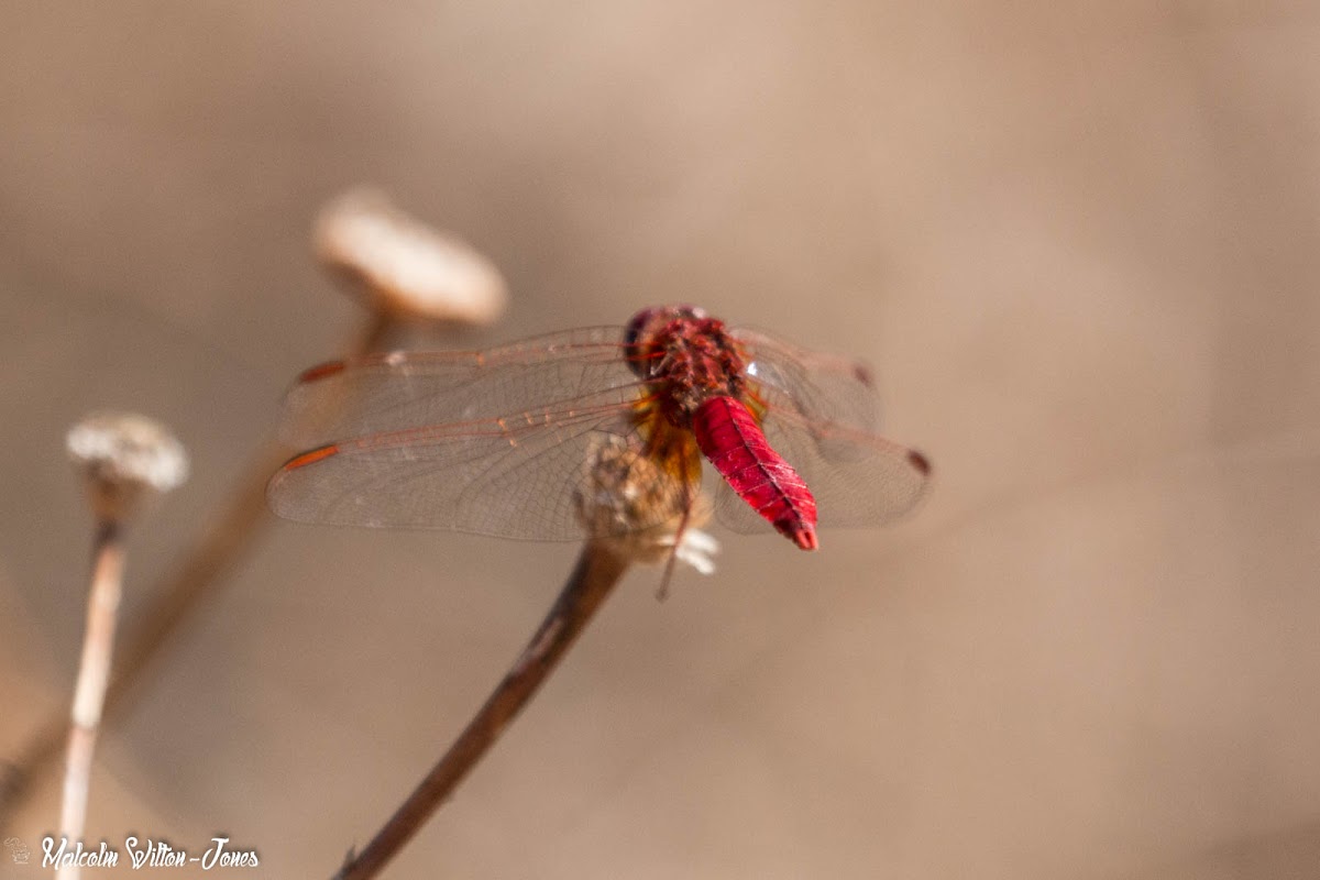 Broad Scarlet