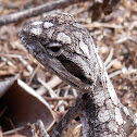 Russell, the hatchling - Eastern Bearded Dragon