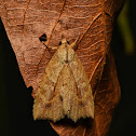 Moth