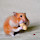 Hamster Wallpapers and New Tab