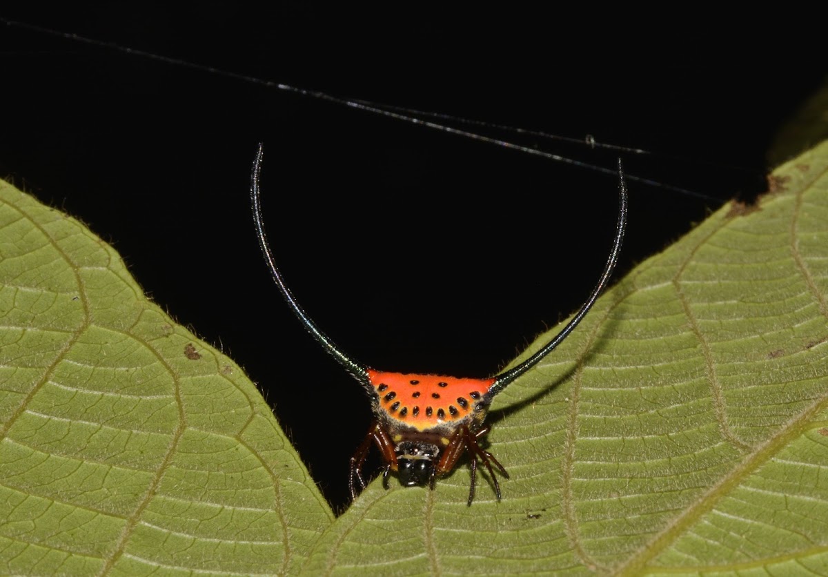 Curved Spiny Spider