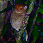 Horsfield's tarsier