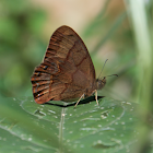 Satyr butterfly