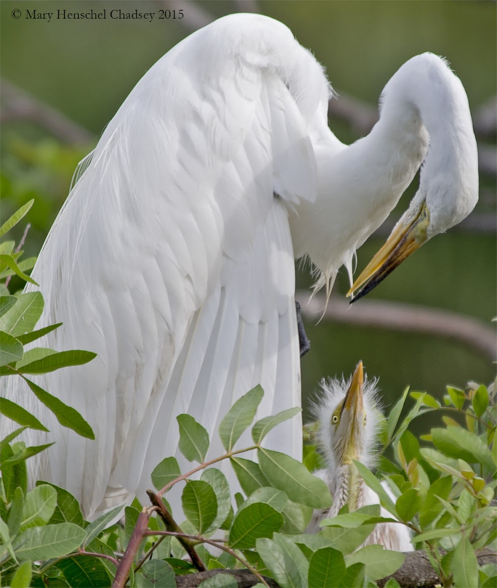 Great Egret