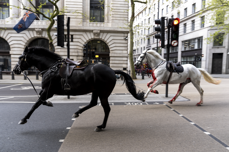 Two horses on the loose bolt through the streets of London near Aldwych.