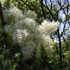 Flowering ash, crni jasen