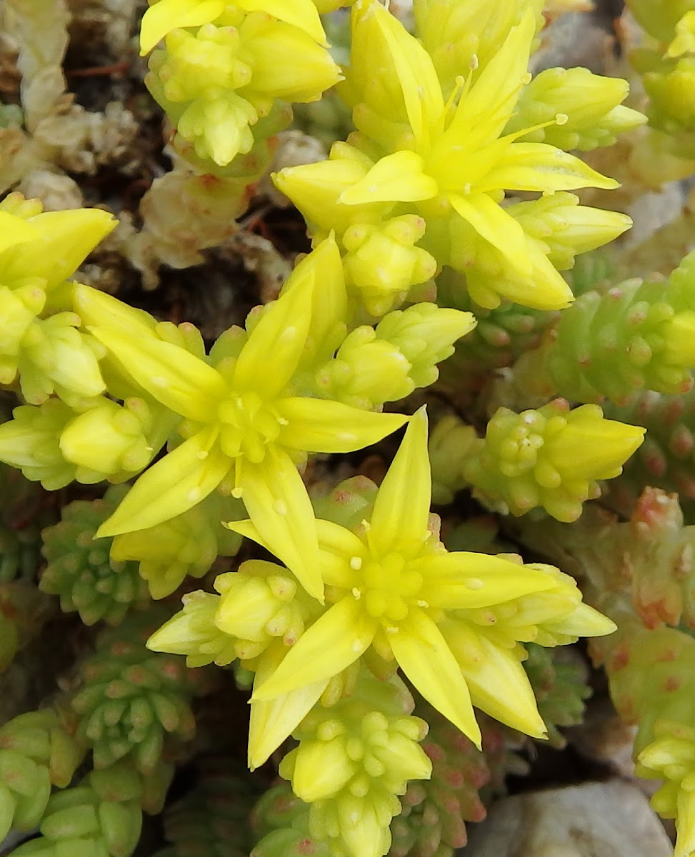 Mossy stonecrop