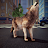 Wild Wolf Life Simulator Game icon