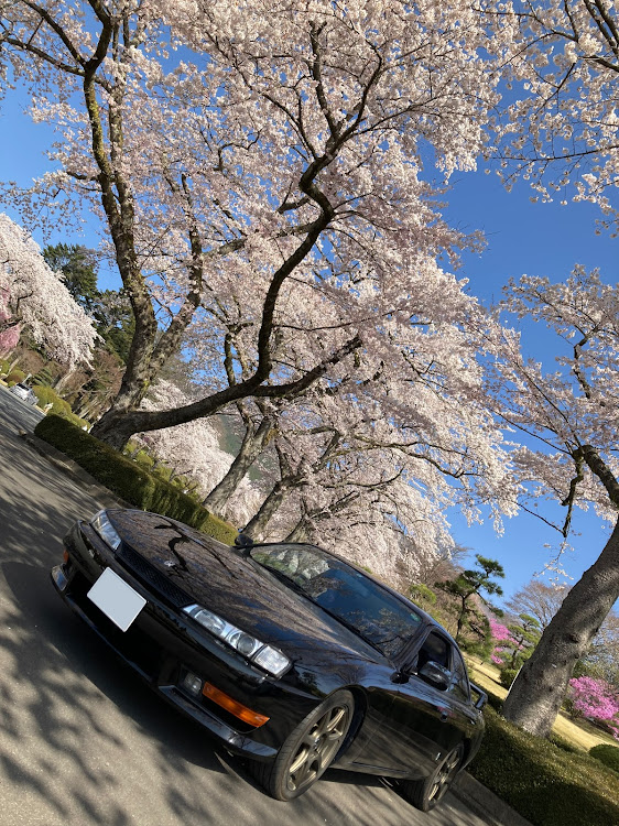 シルビアの河津町の河津桜🌸・わさびソフトクリーム・めんたい丼・スポーツカー女子に関するカスタム事例の投稿画像1枚目