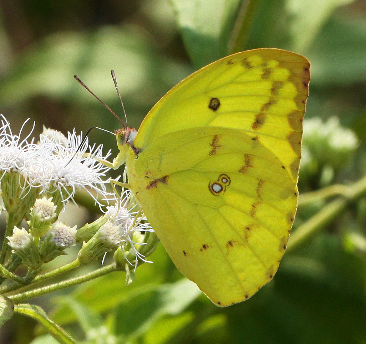 Common Emigrant