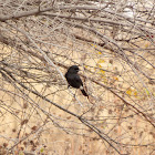 Pied Bushchat