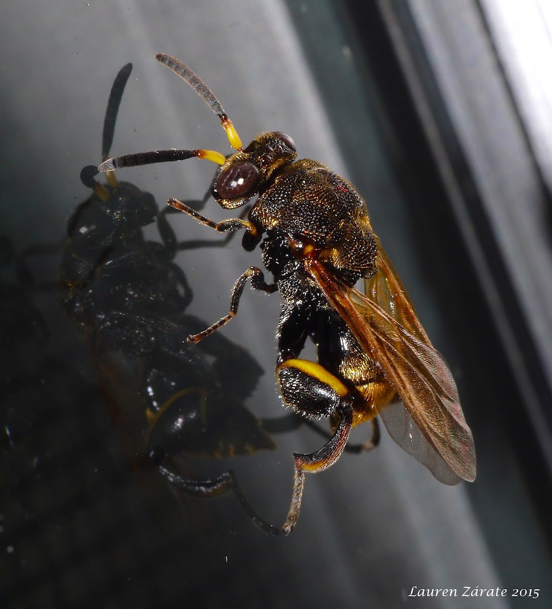 Chalcid Wasp