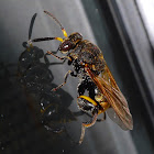 Chalcid Wasp