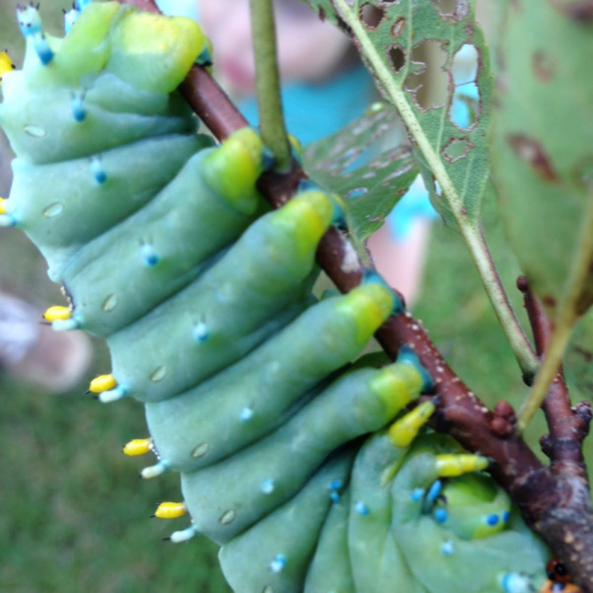 Cecropia Moth