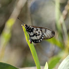 Glasswing Butterfly