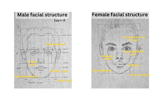 Draw any face - Loomis method