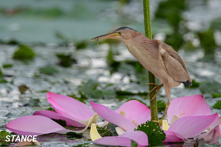 エブリイバンのちょい上げエブリイ・車中泊仕様・シティオフローダー・ゴーヨンの世界・夏っぽい写真展に関するカスタム事例の投稿画像14枚目
