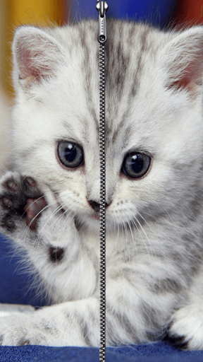 Kitten Zipper ScreenLock