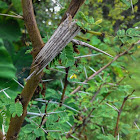 Bagworm Camouflage