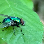 Common European Greenbottle Fly