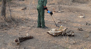 A former KZN cop was convicted and sentenced to 10 years in prison after he was found in possession of rifles and two rhino horns near a game reserve in northern KZN in 2018. File photo.