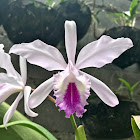 Crimson cattleya