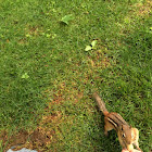 Eastern Chipmunk