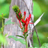 Cardinal Flower