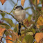 Long-tailed Tit