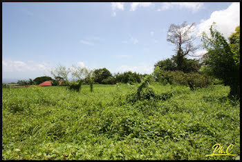 terrain à Basse pointe (972)