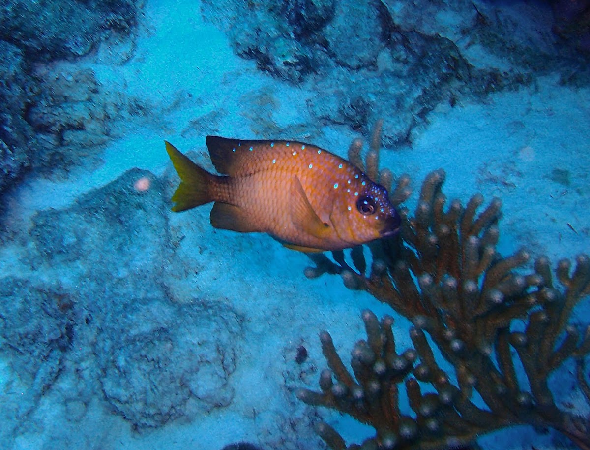 Yellowtail damselfish