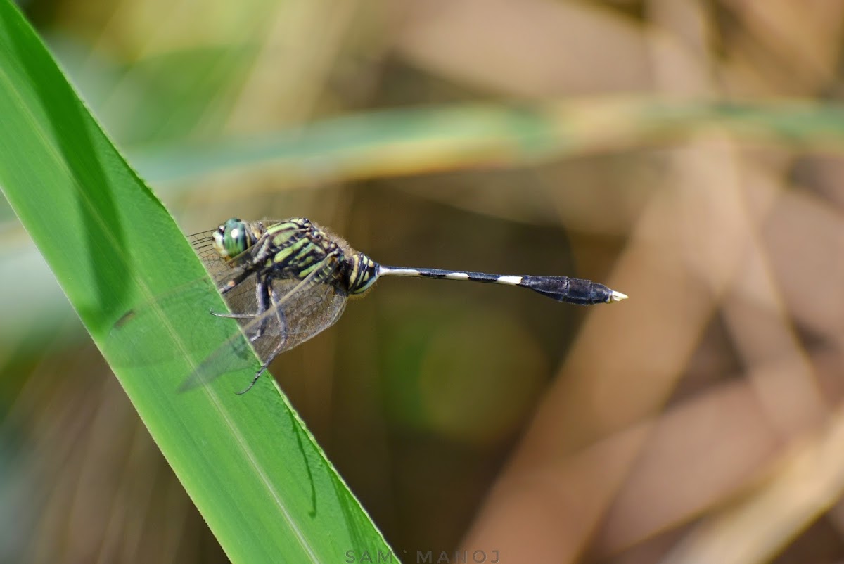 Slender Skimmer