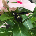 Four-toothed Mason wasp