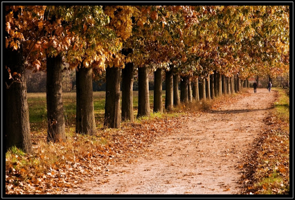 Viale d'Autunno di hylablu