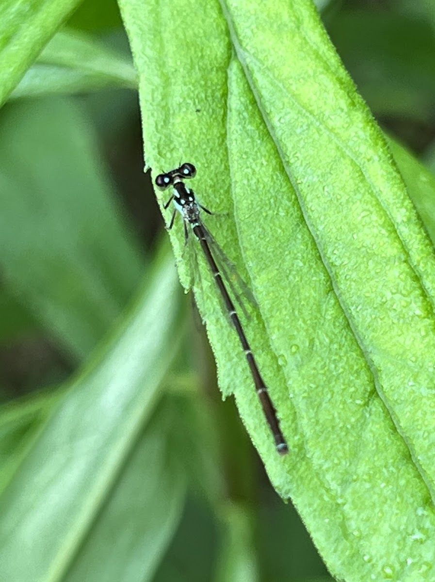 Fragile Forktail Damesel Fly