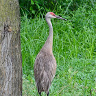 Sandhill Crane Family