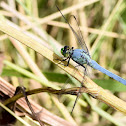 Eastern pondhawk