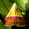 Erebid Moth