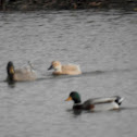 American Black Duck x Mallard (hybrid)