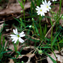 Lesser Stitchwort